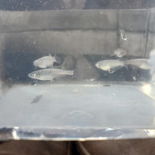 サファイア　オス2メス4の画像