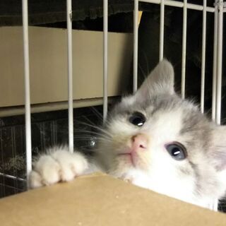 猫の譲渡会in瀬戸 ～ ちーむ にゃいんず 2021年6月5日（...