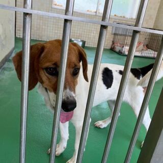 里親様が、決まりました　🐾ありが　とう　ございました