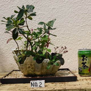 盆栽（寄せ植え花瓶、シャコ貝、サンゴ礁）の画像