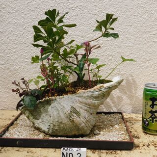 盆栽（寄せ植え花瓶、シャコ貝、サンゴ礁）の画像