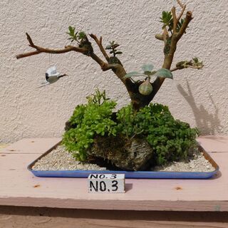 盆栽（寄せ植え花瓶、シャコ貝、サンゴ礁）の画像