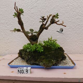 盆栽（寄せ植え花瓶、シャコ貝、サンゴ礁）の画像