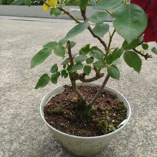 交渉成立しました！赤いバラの苗
