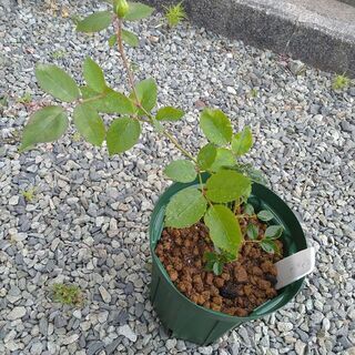 交渉成立しました！挿し木のバラ苗