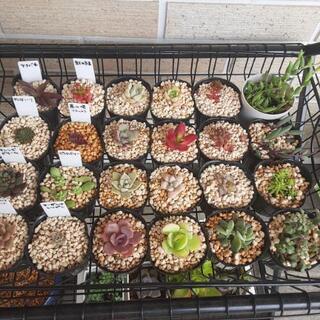 多肉植物セット　24種類　ポット苗　カット苗　