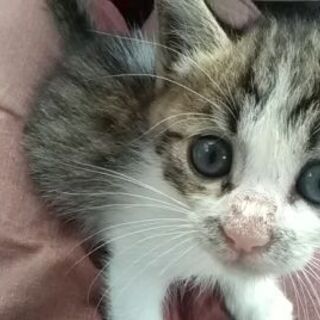 軽トラックか軽の箱バン中古車探してます