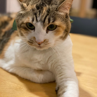【募集終了】猫のB型の血液を探しております！！！