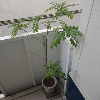 シマトネリコ