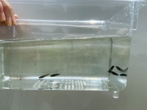 大蛇メダカ入の黒メダカの子ども
