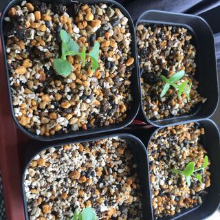 コラロカルプス・バイネシー