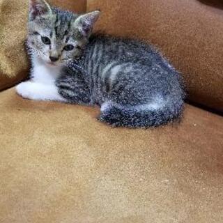 ⭐子猫の里親を探しています❗
