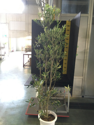 観葉植物　オリーブ　ひなかぜ