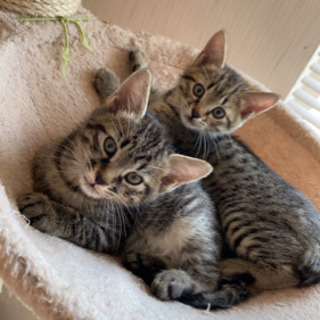 2ヶ月の兄弟です