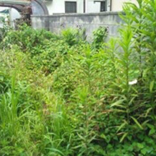 芝刈り､芝張り､除草作業　他