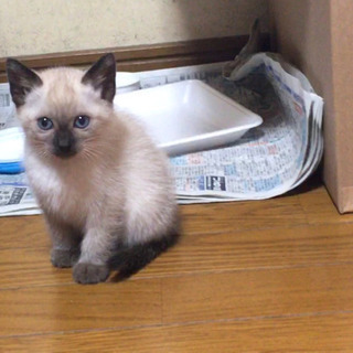 ※決まりました※ 可愛いシャム系雑種の子猫の里親を募集しています。