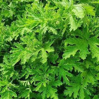 蚊よけ対策に！！ ローズゼラニウム , 蚊連草 , 蚊嫌草 挿し...