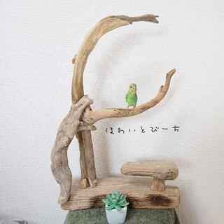 流木止まり木・バードタワーNo.④