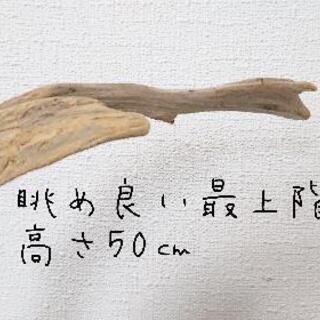流木止まり木・バードタワーNo.④の画像
