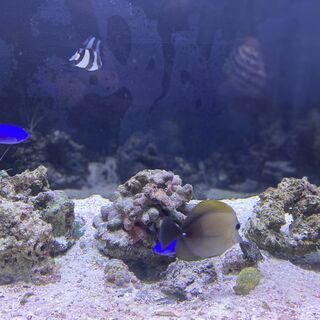 飼育中の海水魚さしあげます。の画像