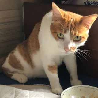 見つかりました！迷い猫‼️茶トラ、10才くらい、オス、R3.6....