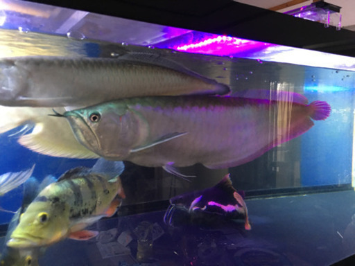 熱帯魚　シルバーアロワナ　アロワナ