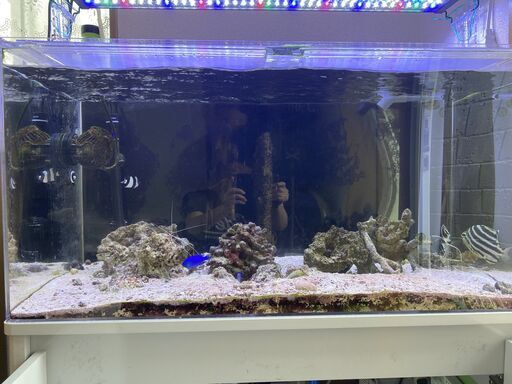 １０ケ月使用の９０㎝オーバーフロー水槽セットお譲りします