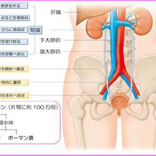 【看護学生向け　個別学習サポート】課題対策、実習対策、国家試験対策の画像