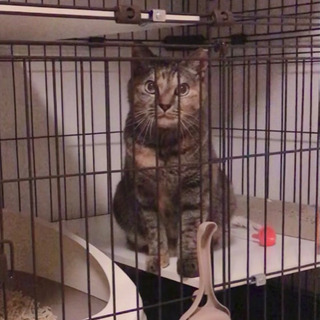 サビ柄♀5才 人見知りだけど甘えん坊の猫ちゃん
