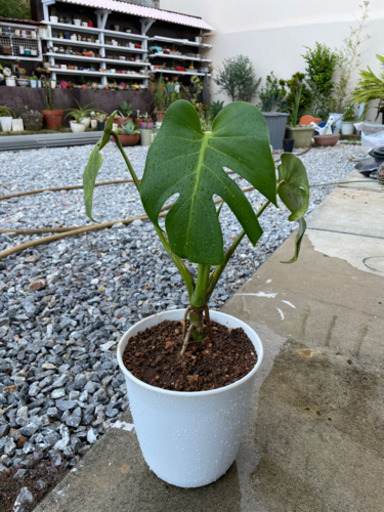 観葉植物モンステラ