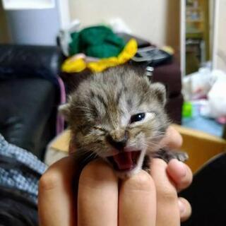 アパートの敷地内で子猫2匹保護しました。
