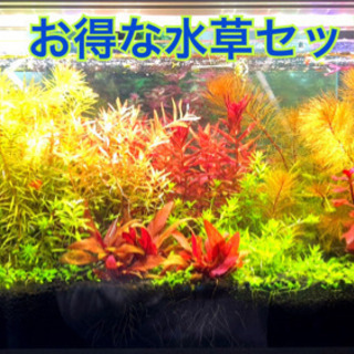 お得な水草セット