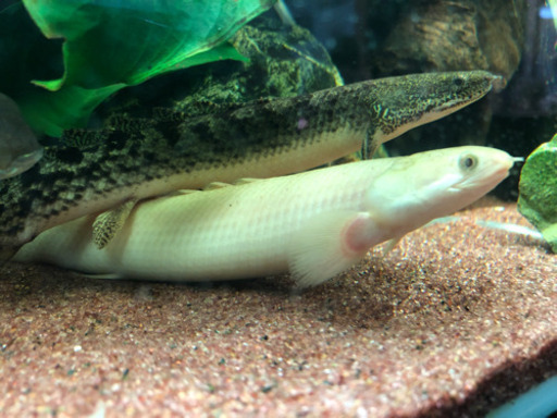 ポリプテルス4匹(4種類)セット