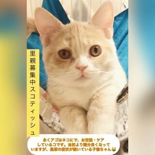 スコティッシュフォールド子猫●●●　本文をよくご覧下さいませ。 ...