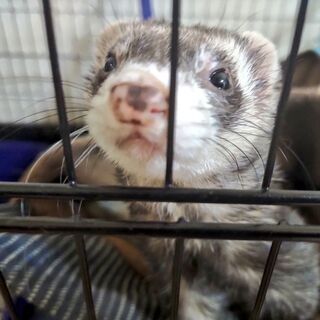 フェレット二匹まとめて里親募集