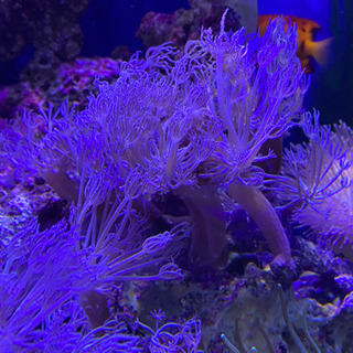 ウミアザミ　サンゴ4