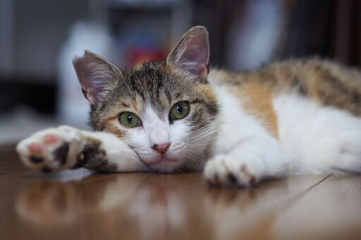 人が大好き可愛い三毛猫プリンちゃん (ねこクラブたま) 西神中央の猫の