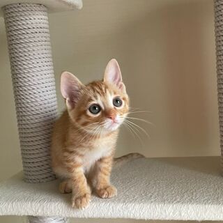 可愛い茶トラ兄弟（がく）楽君かい（快）君 (ねこクラブたま) 西神中央 ..., 画像サイズ:320x320