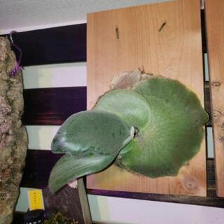 ビカクシダに興味がある方