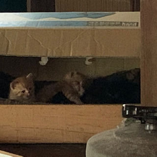(募集終了)ノラの子猫が居着いた裏庭で5匹出産しました〜