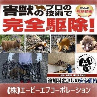 害獣駆除なら（株）エービーエフへ‼️