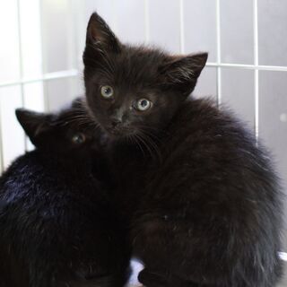 美形黒猫兄妹　自己主張強め福島くん