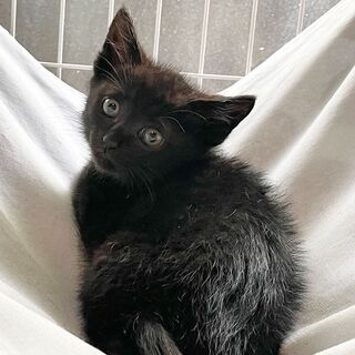 美形黒猫兄妹　クールな青森くん