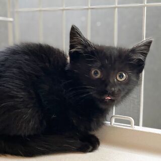 美形黒猫兄妹　耳毛がおしゃれ岩手ちゃん
