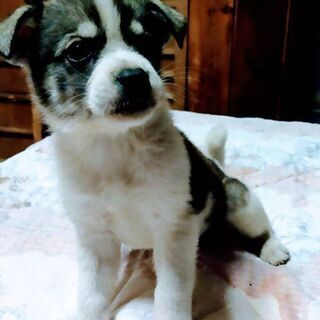 2ヶ月2匹の    子犬
