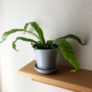 観葉植物　アスプレニウム　グレーカラーの3.5号鉢と受け皿付き