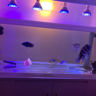 大型熱帯魚　多数　生体まとめて販売　格安です❗️生体のみ　近日中...