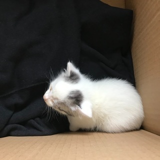 子猫拾いました。