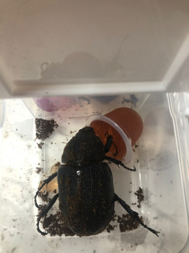 DHヘラクレス　使用済み♀