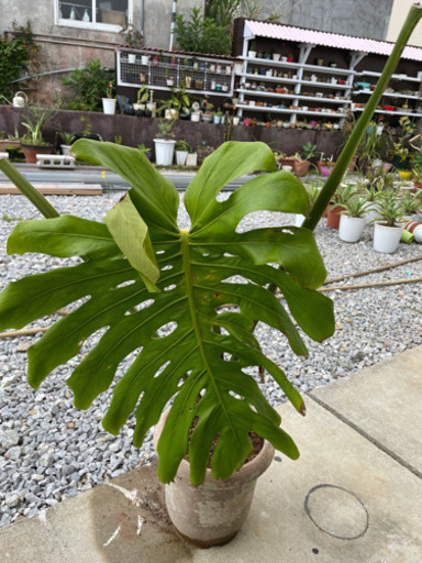 観葉植物モンステラ大